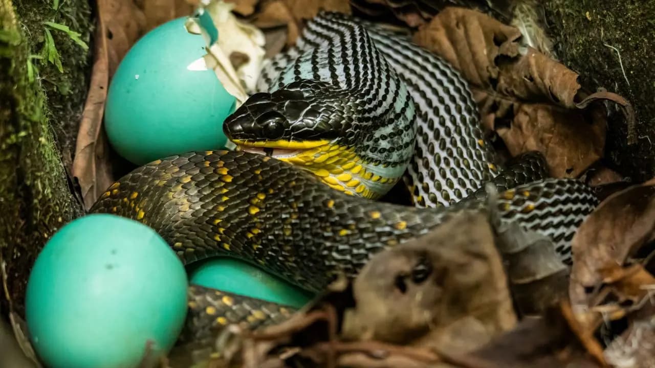Snake Eggs: how to identify snake eggs in your garden