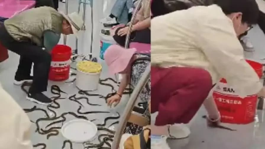 Passengers Fearlessly Catching Snakes Inside a Crowded Metro