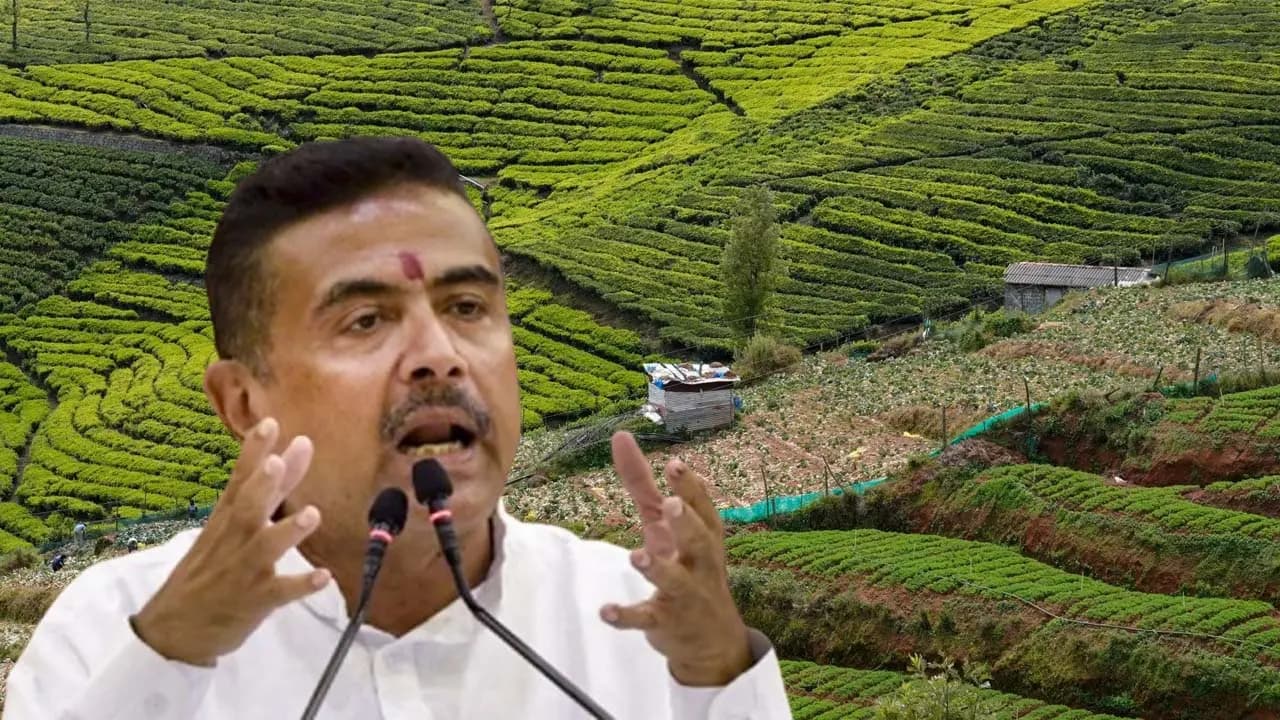Change In Tea Garden Land Policy: Suvendu Adhikaris cabinet reduces the limit on tourism and commercial use of tea garden land 