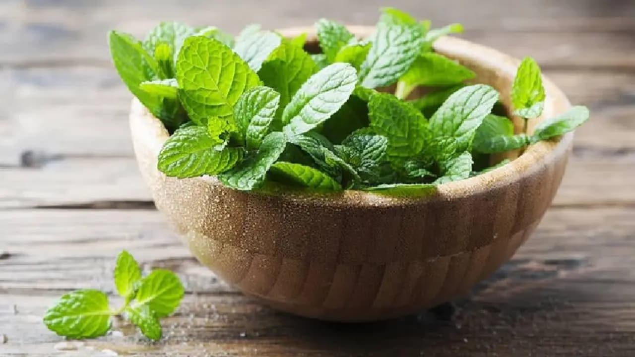 Knowledge Story: What is Pudina called in English 99 percent people does not know the answer