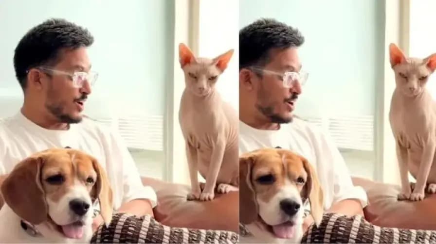 PettiChat Viral Dog Translator Gadget: Can This New Collar Device Really Translate Your Pet s Barks into Human Language?