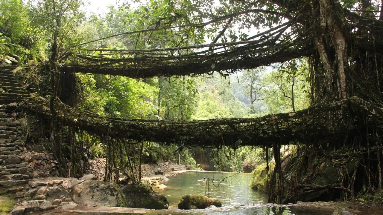 India's Only Living Bridge requires no repair The older it gets, the stronger it becomes