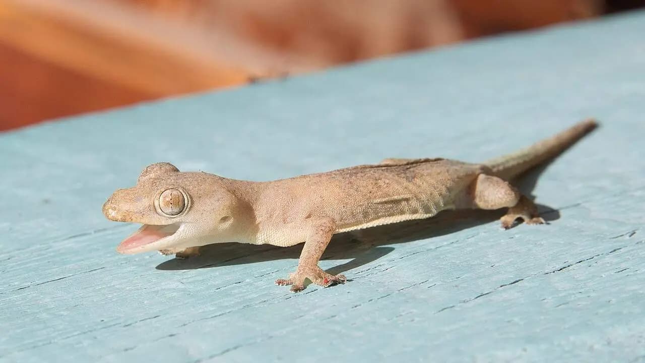 What happens if house lizard bites what to do