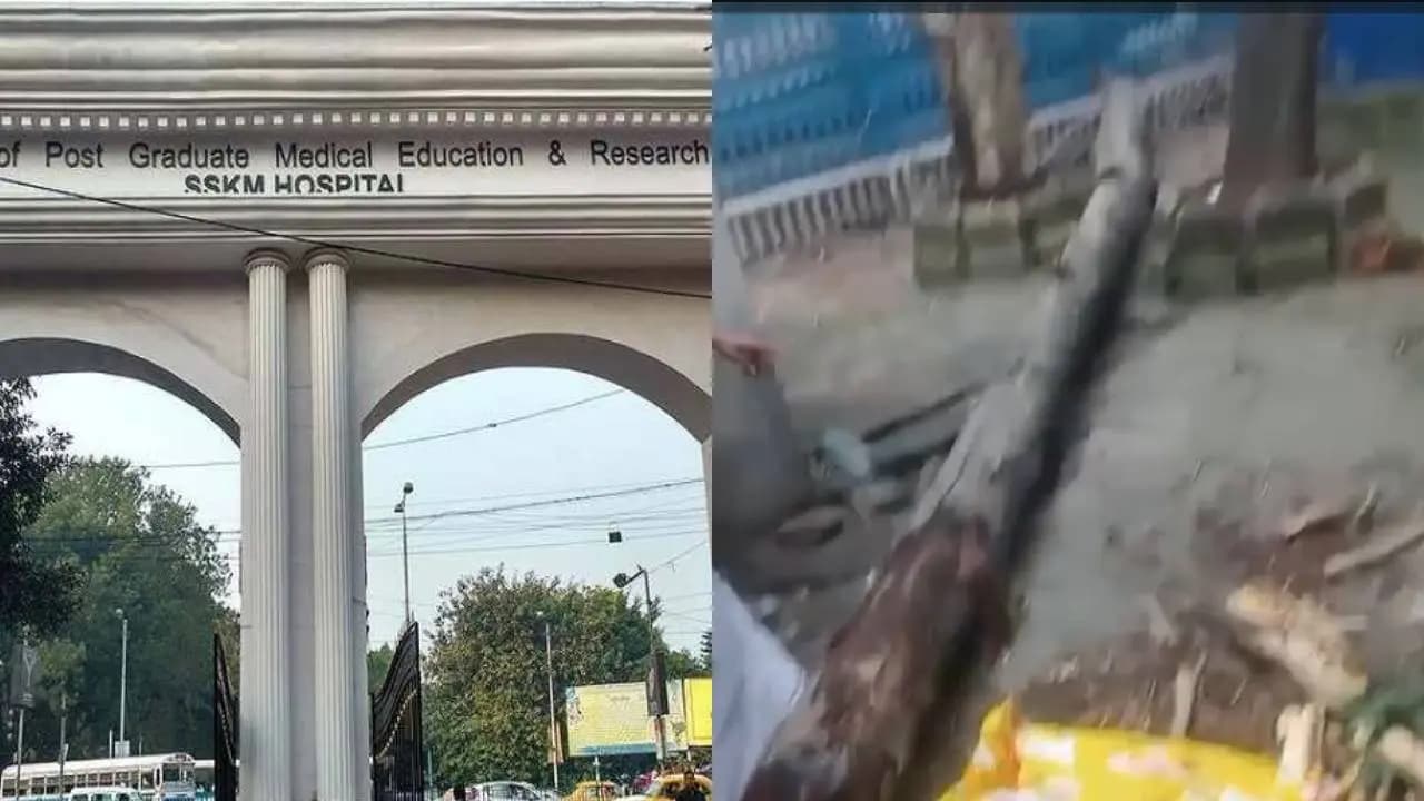 Woman Killed, Two Injured After Tree Uprooted in SSKM Hospital 