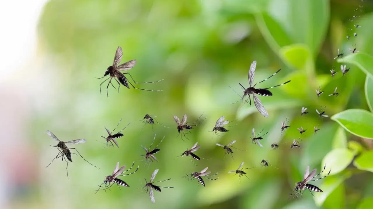 5 simple effective ways to keep Mosquitoes away from home