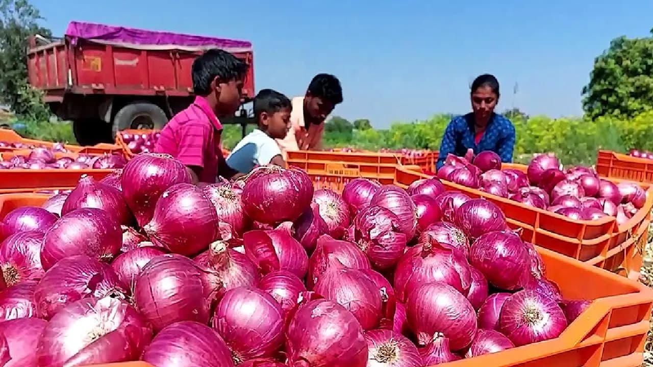 Onion prices soar Centre rolls out Kanda Express to bring relief