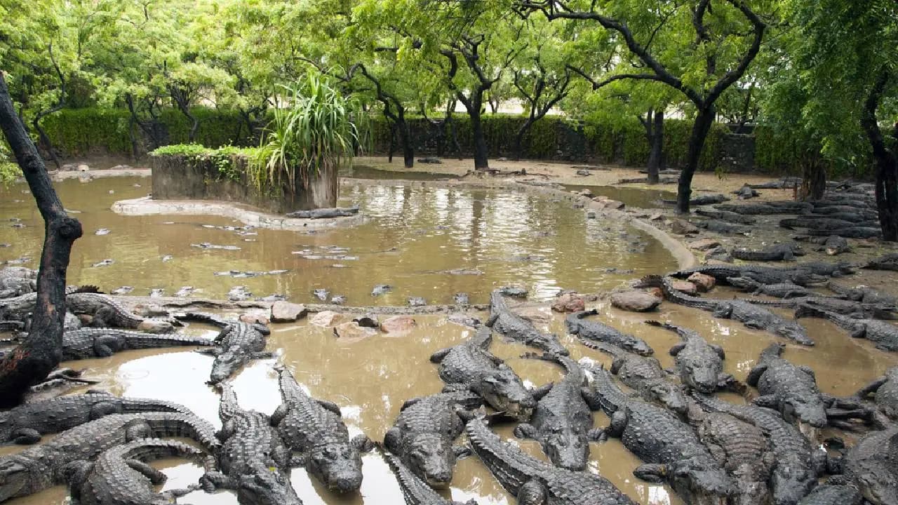 Crocodile River Of India: Do You Know Which Is The Crocodile River of India? Where Over 400 Crocodile Thrive In Heart Of The City, GK Trending News