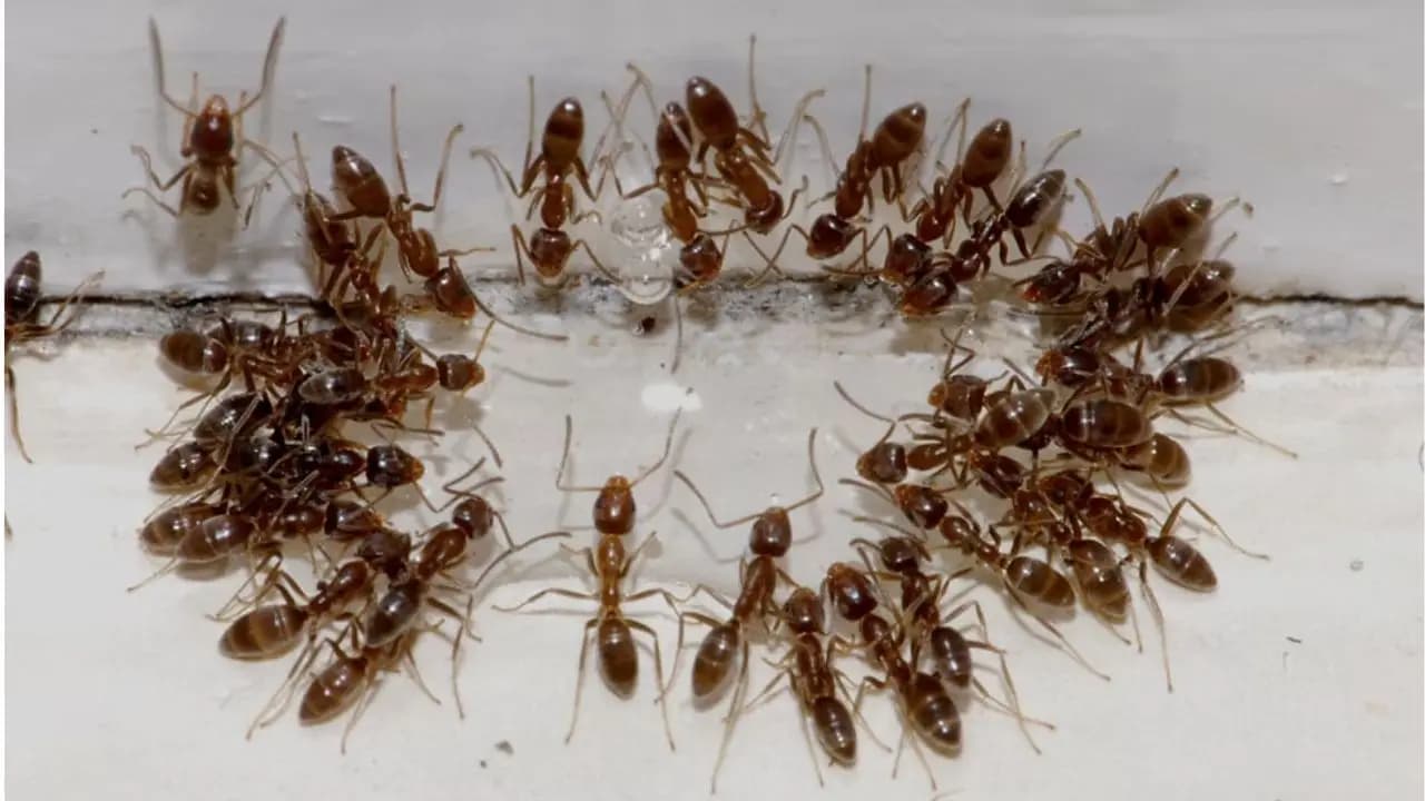 Ant problems: get rid off this insects in this easy steps