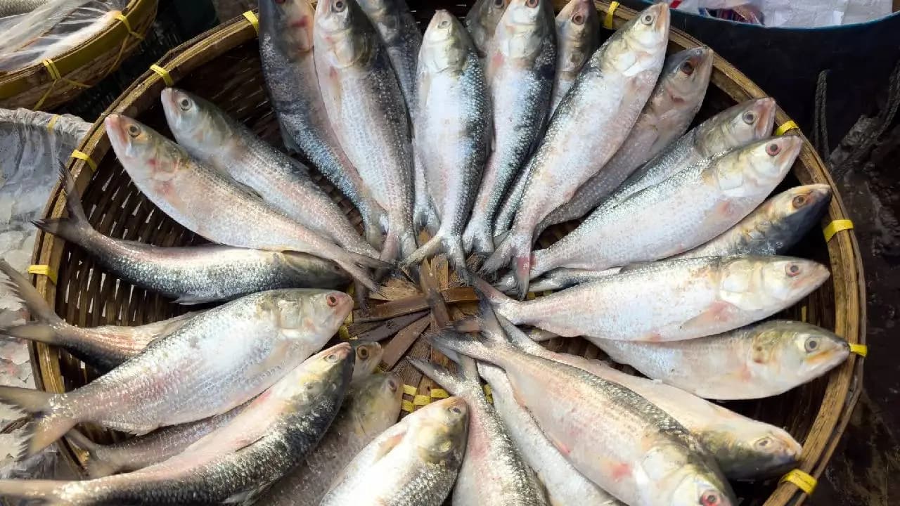 Where to Find Fresh Hilsa Near Kolkata: A Guide to Nagendra Market