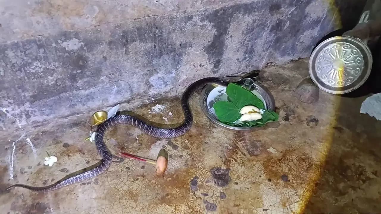 Man worshipped venomous snake and this happened on the next day