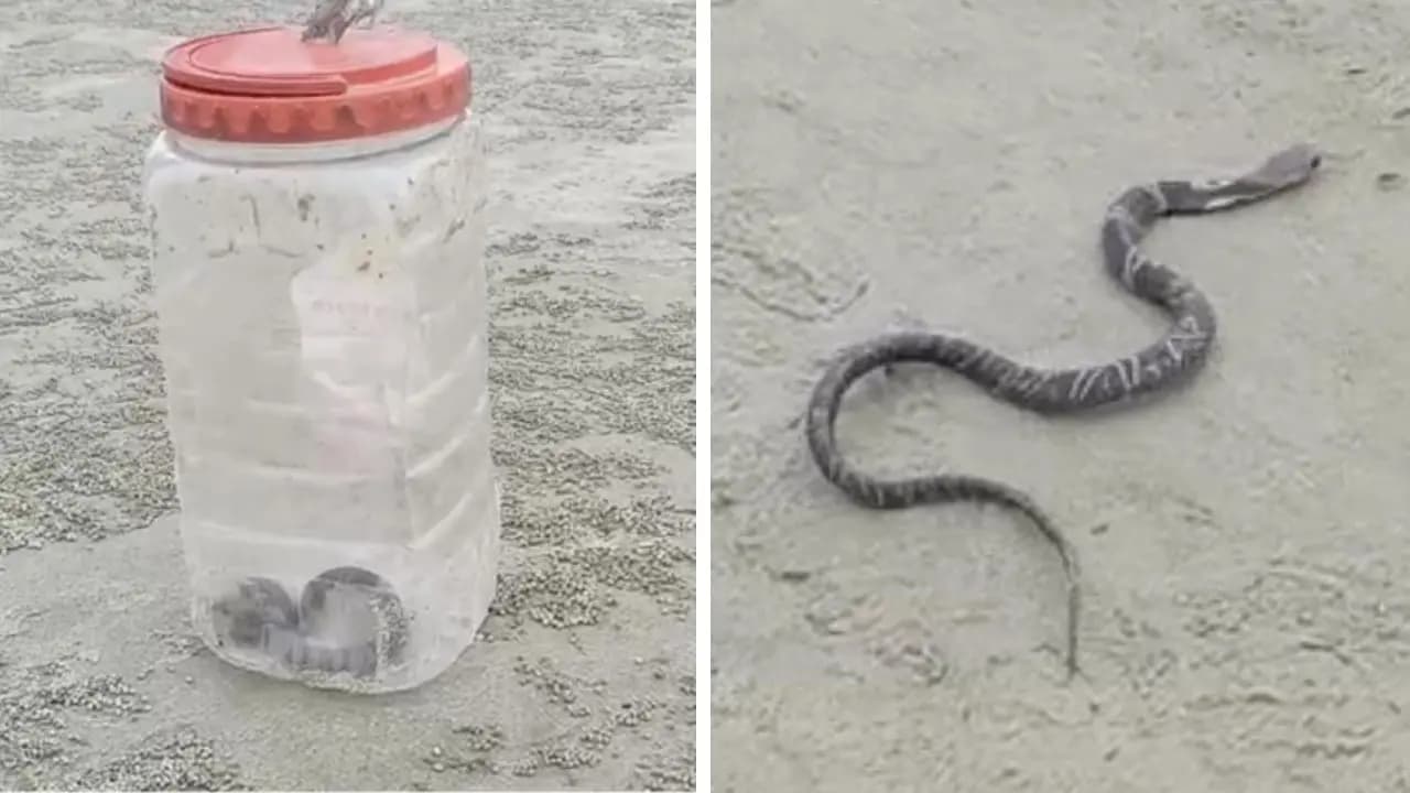 Common Krait Snake found on the beach of Bakkhali tourists are panicked