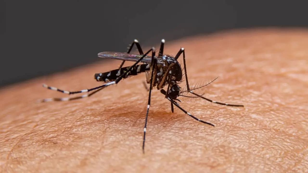 Dengue Diet: Do Papaya and Kiwi Increase Blood Platelets and Recovery