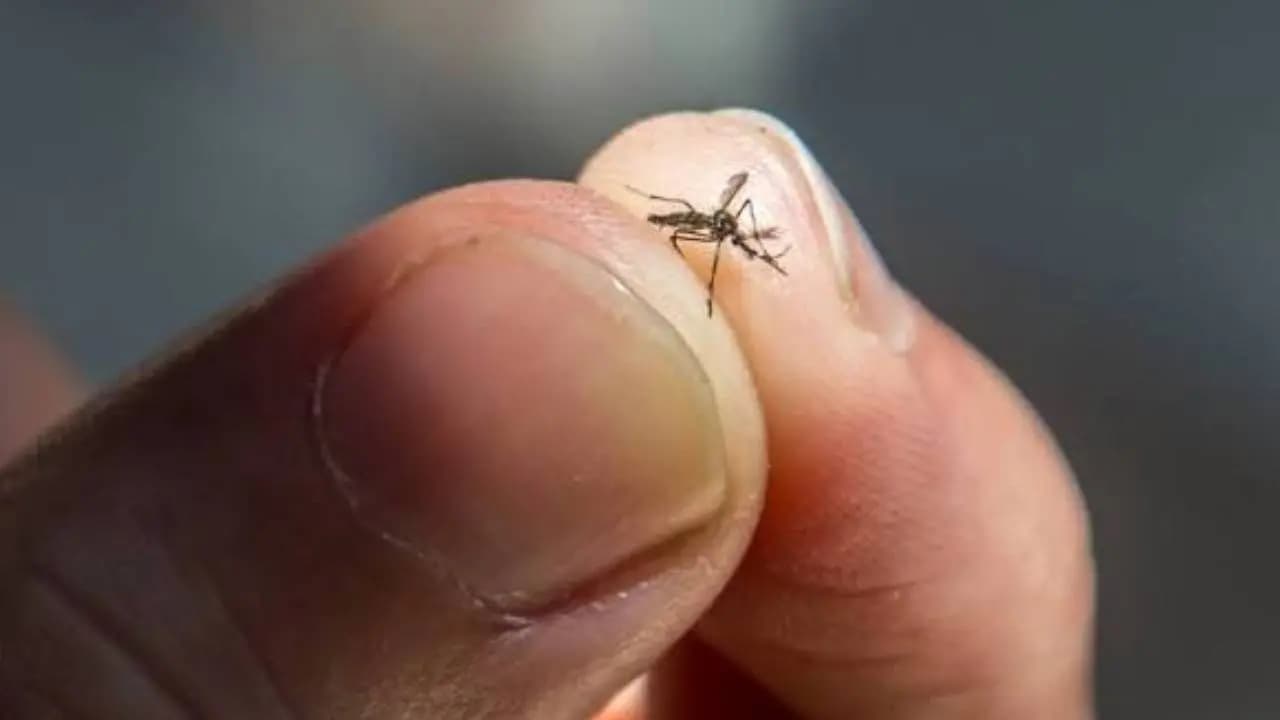 Mosquito flies to frankfurt and bites plane crew