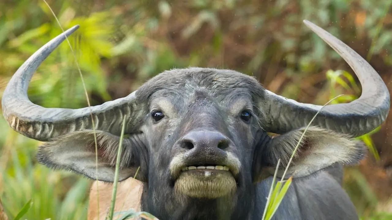 Bihar Police conduct DNA Test of a buffalo to solve ownership dispute