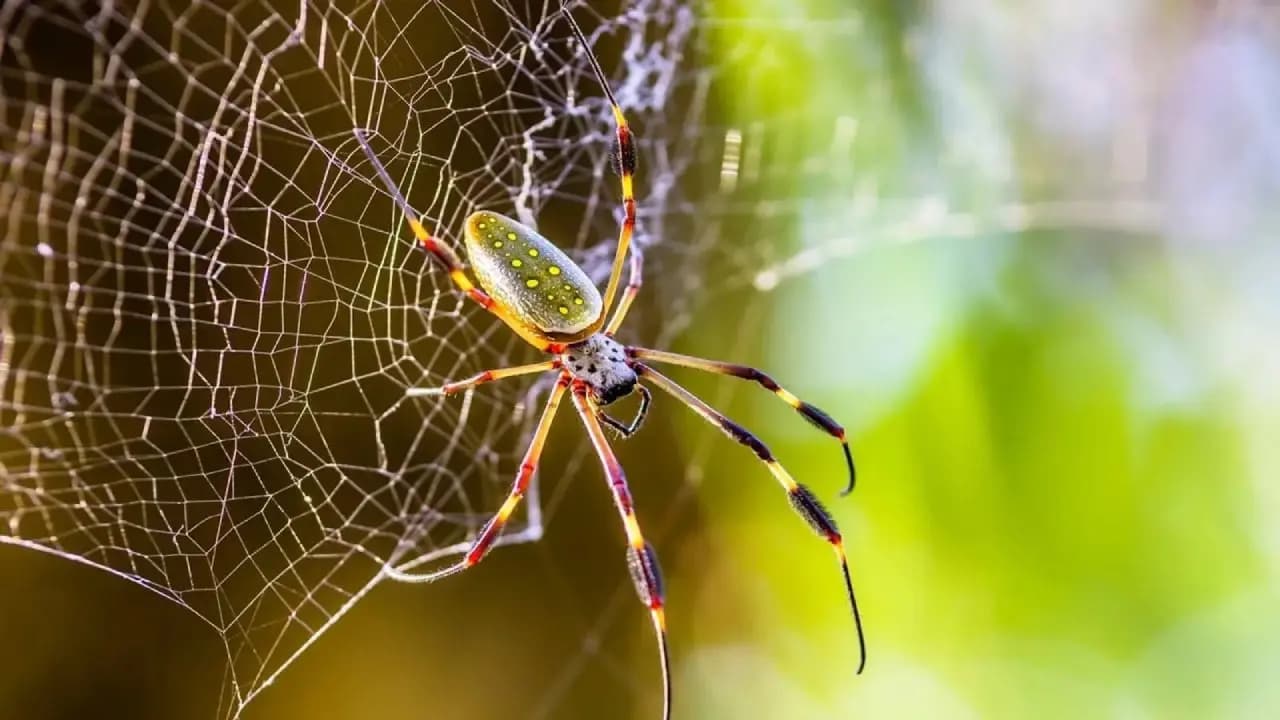 Vastu Tips: Why You Should Remove Spider Webs From Home And Key Areas To Clean