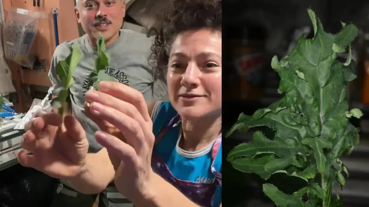 Growing fresh vegetables in space and cooking and eating them right there Indian origin astronauts video goes viral