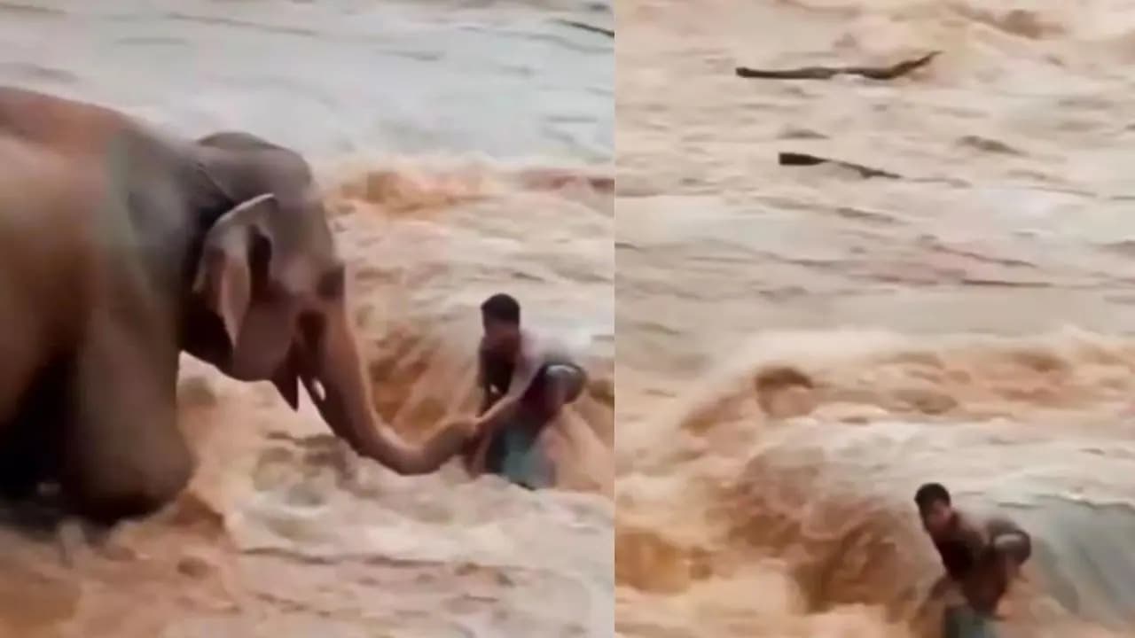 Viral: amid Nepal flood an elephant helped a man who was stuck in a river