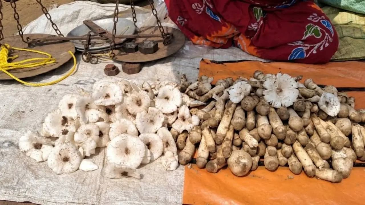 Elephant Menace Drives Up Prices of Seasonal Durga Mushrooms in Bengal