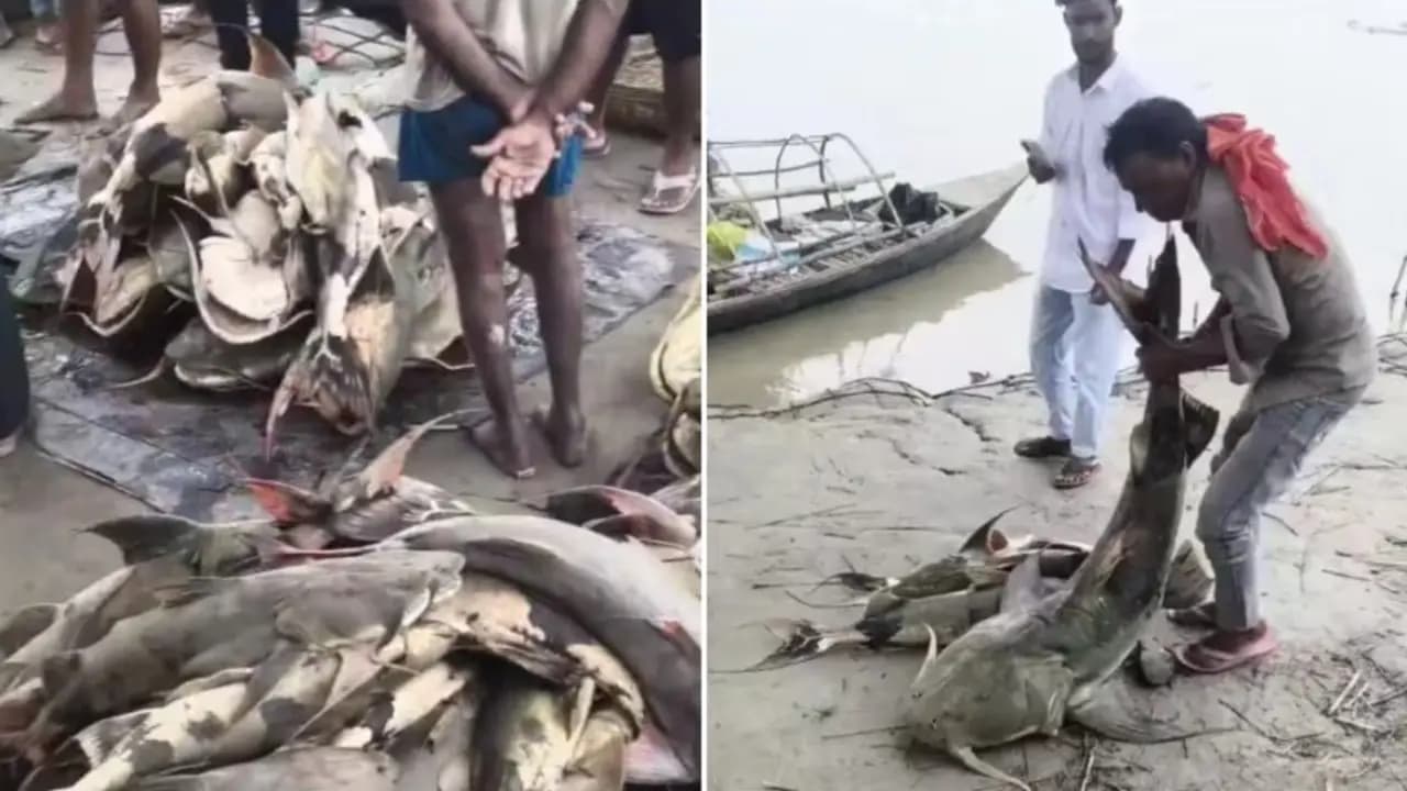 Unknown Fish found in Bihar created panic among residents after Nepal disaster