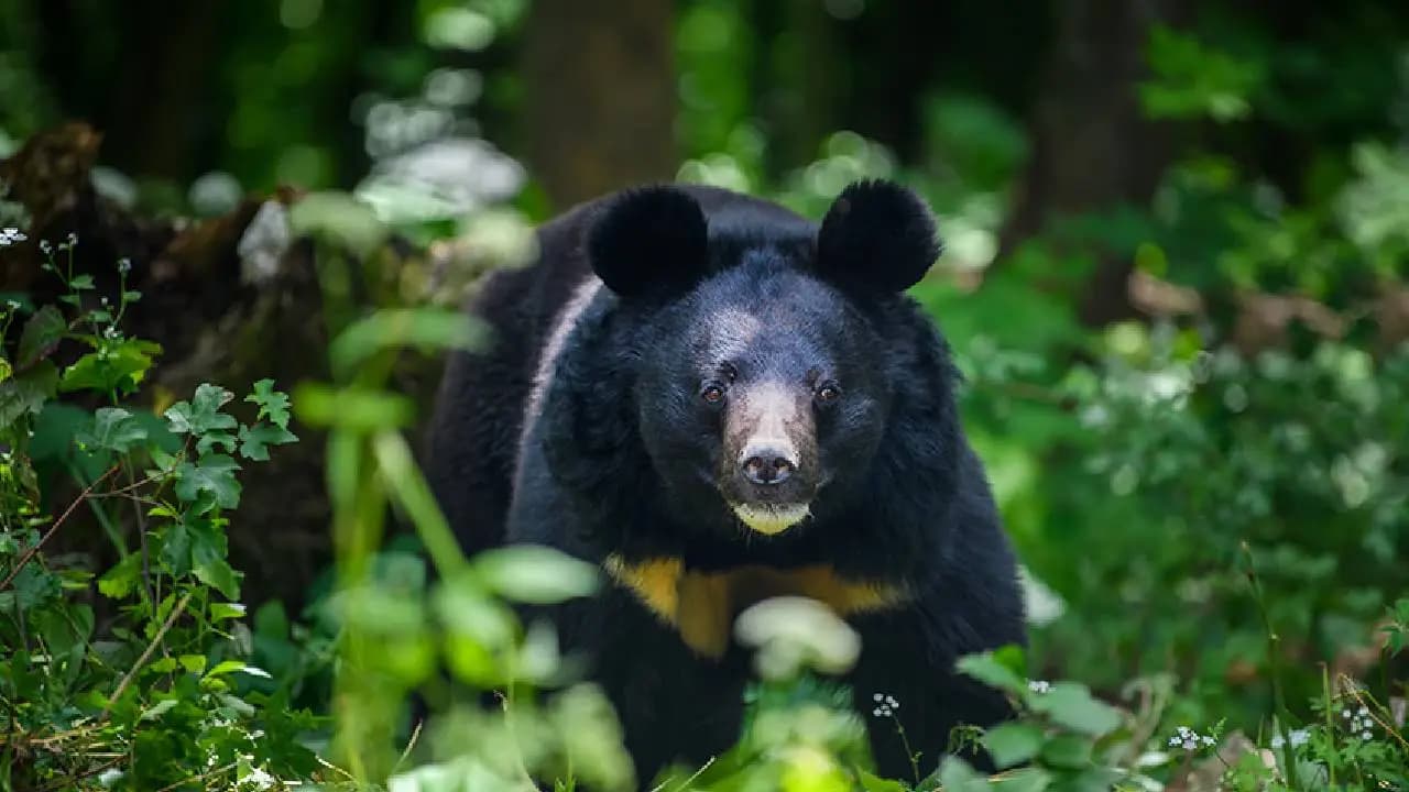 Rising Bear Attacks Scare Japanese: Japan killed 14,000 bears after a rise in deadly attacks on people but is a cull the answer?