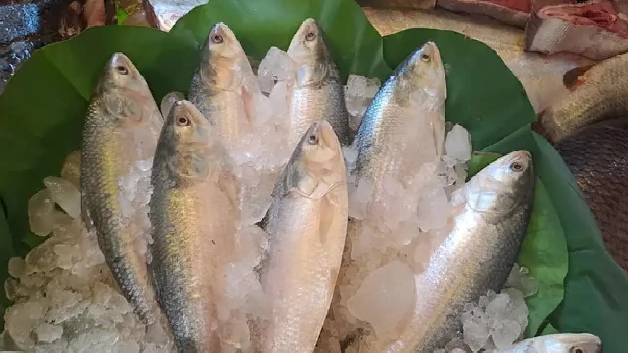 Madhyamgram woman vanishes after buying hilsa worth rs 3700-from market then this incident happened