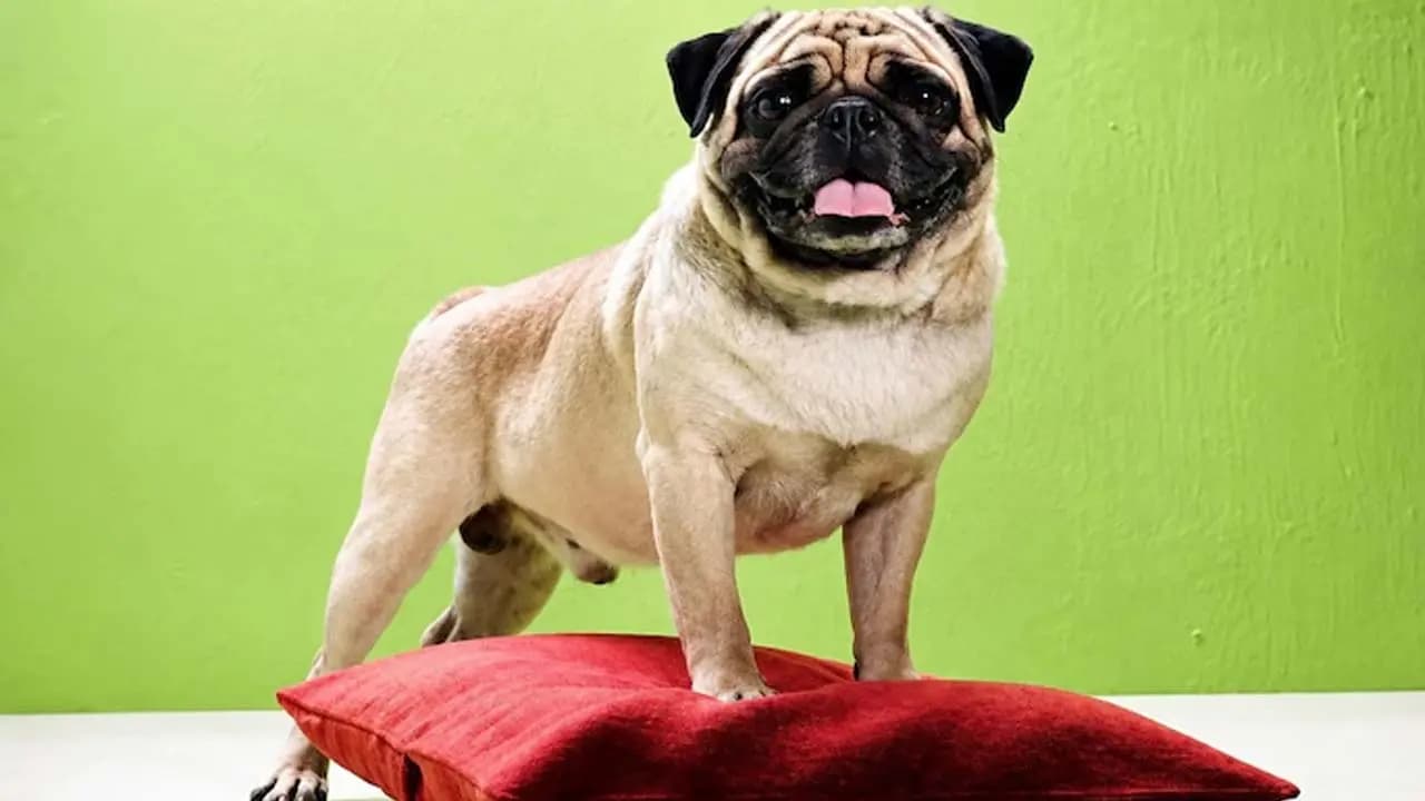 Madras High Court: One cannot expect a wife to follow her husband around like the Pug dog from the Vodafone advertisement
