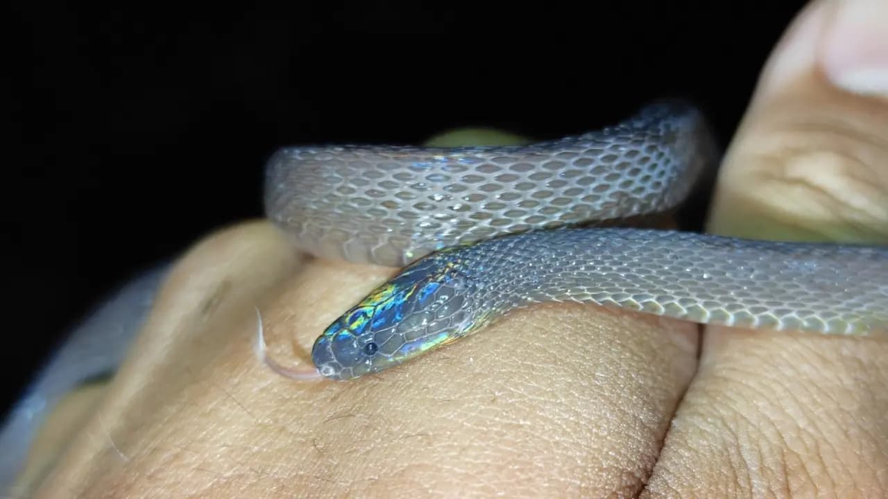 Achalinus Mirabilis: 17 years old found rare snake that is new to scientists