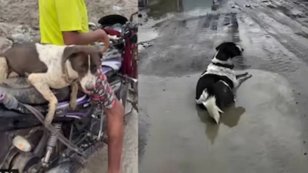 Heartbreaking in Nepal: Dog Waits Among the Ruins for Missing Owners After Devastating Flood