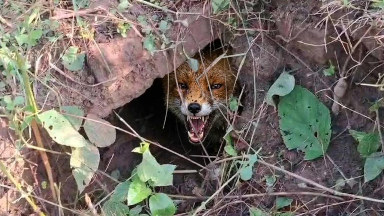 DVC Water Swells Damodar, Jackal Holes Threaten Embankment