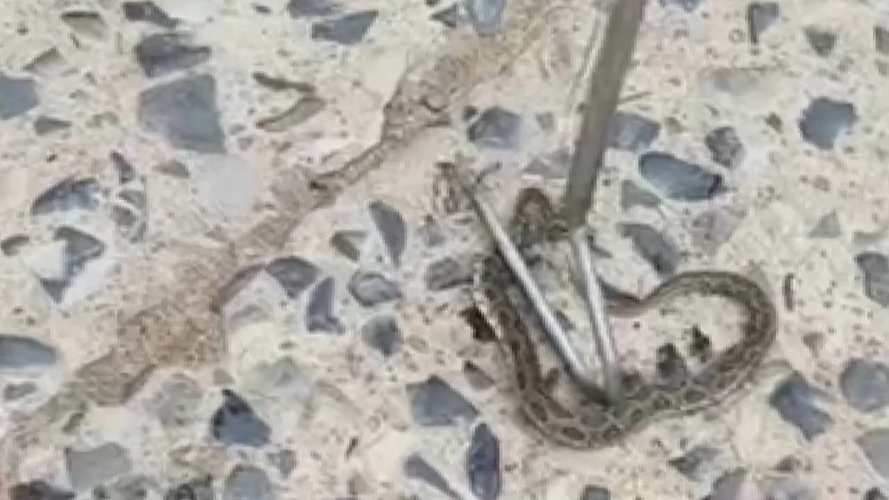 After Continuous Disturbance Russell's Viper Bite Drunk Man in Ghatal, He Admitted To Hospital