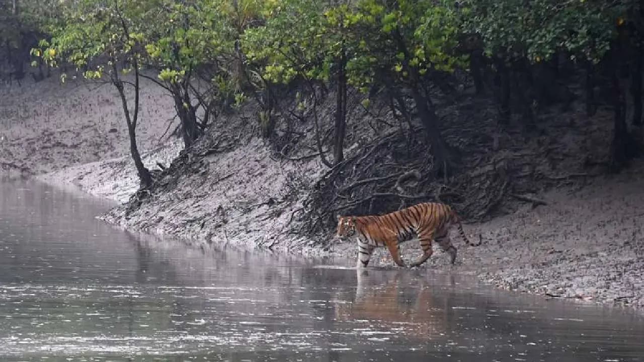 Fisherman Aziz dead by Tiger Attack but Saved Many Others Through Organ Donation