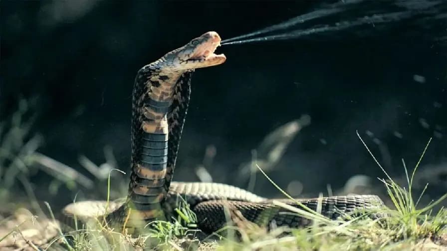 Viral Video: Man Twists Live Snake Like A Rope, Leaves Internet Shocked