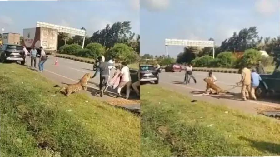 Viral News: Injured Leopard Attacks Forest Official During Rescue Operation in Karnataka