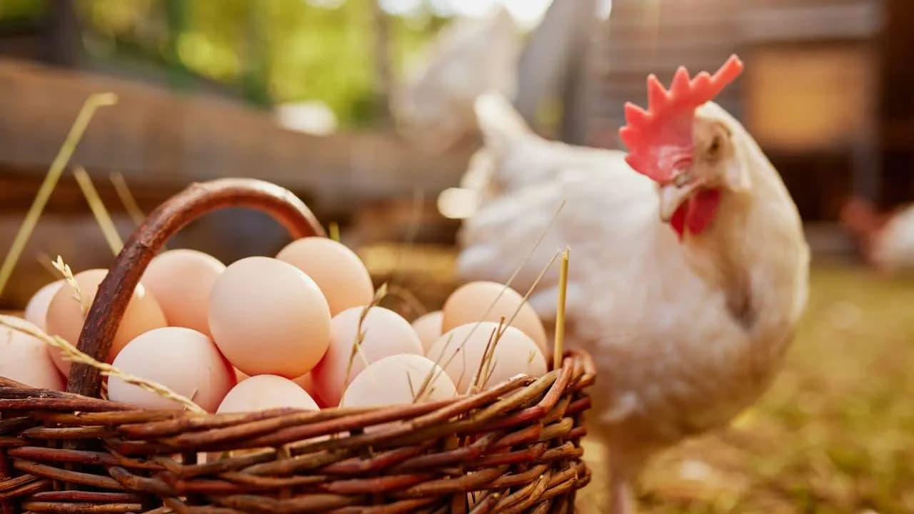 Is the egg fresh or rotten a bowl of water holds the answer you will be amazed when you learn this surprising trick