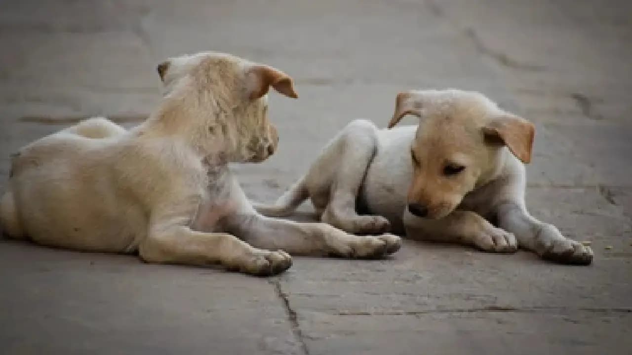 Street Dogs Beaten at Nadia west Bengal Police Complaint registered Arrested One