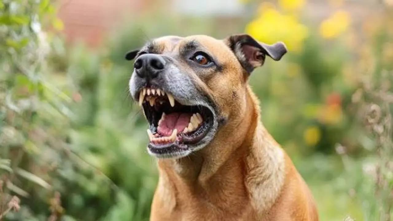 Stray dogs saved a differently-abled woman from a beast in human form