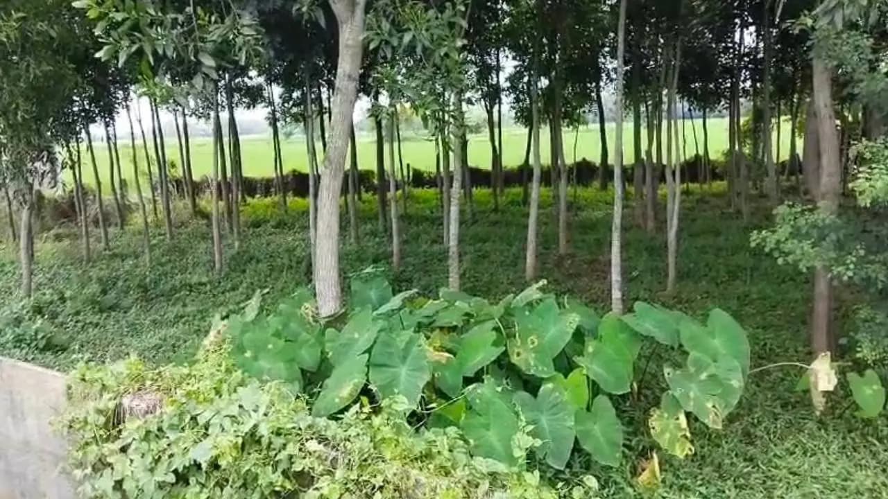 Despite appearing in official records in reality there are only a few trees and a non-existent Madrasa