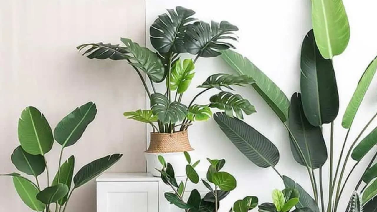 Vastu tips: are you decorating your house with plastic plants know it's negative impacts 