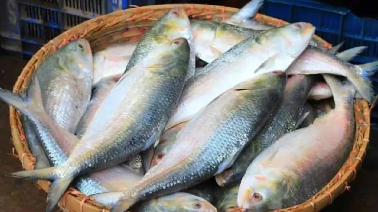 Shift in Hilsa Trade: India Exports 500 Tons to Bangladesh