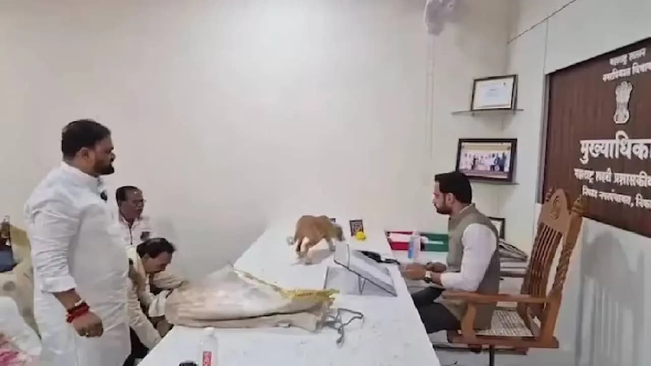 Yuva Sena workers release stray dogs on Nashik official table