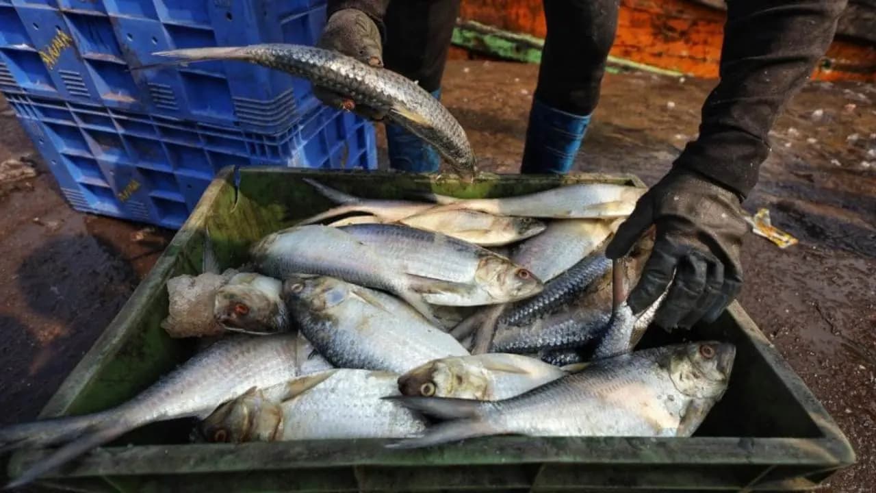 Hilsa Moves to Gujarat: Record Catch in Narmada River Brings Relief to Kolkata Markets