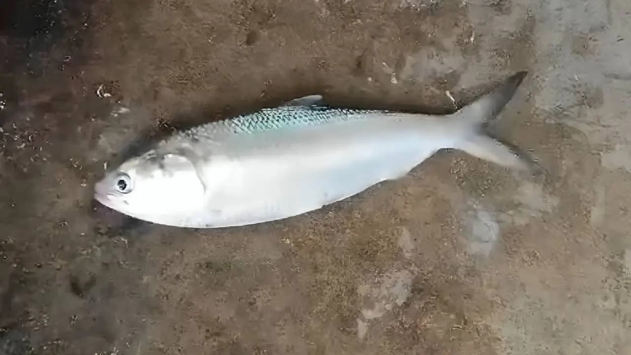 Hilsa Caught in Damodar: Fisherman Nets a Big Catch in Khandaghosh
