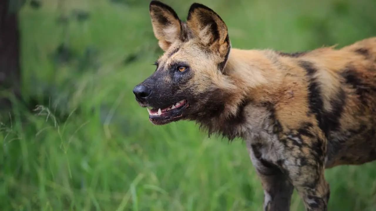 Three African wild dogs travelled 4000 km to mate