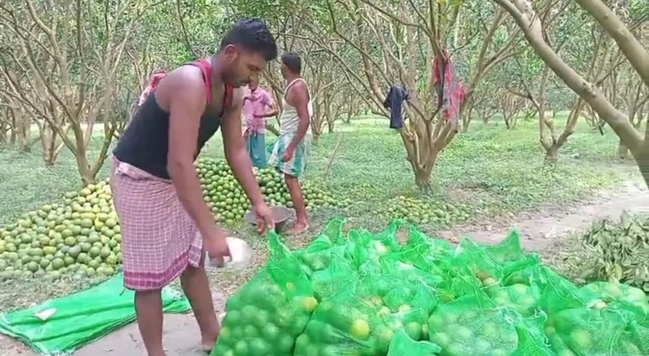 Retired Teacher Finds Success Growing Malta Lemons in Malda