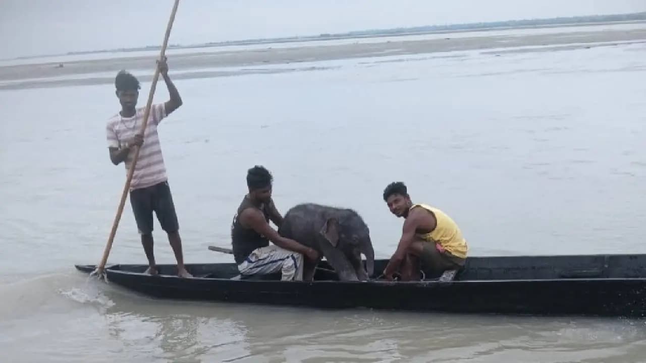 Fishermen Rescued Elephant Calf who was sweeping away by Teesta River s Current