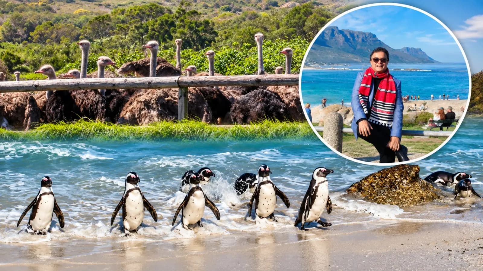 Lessons from Cape Towns Wildlife What Humans Forget to Learn