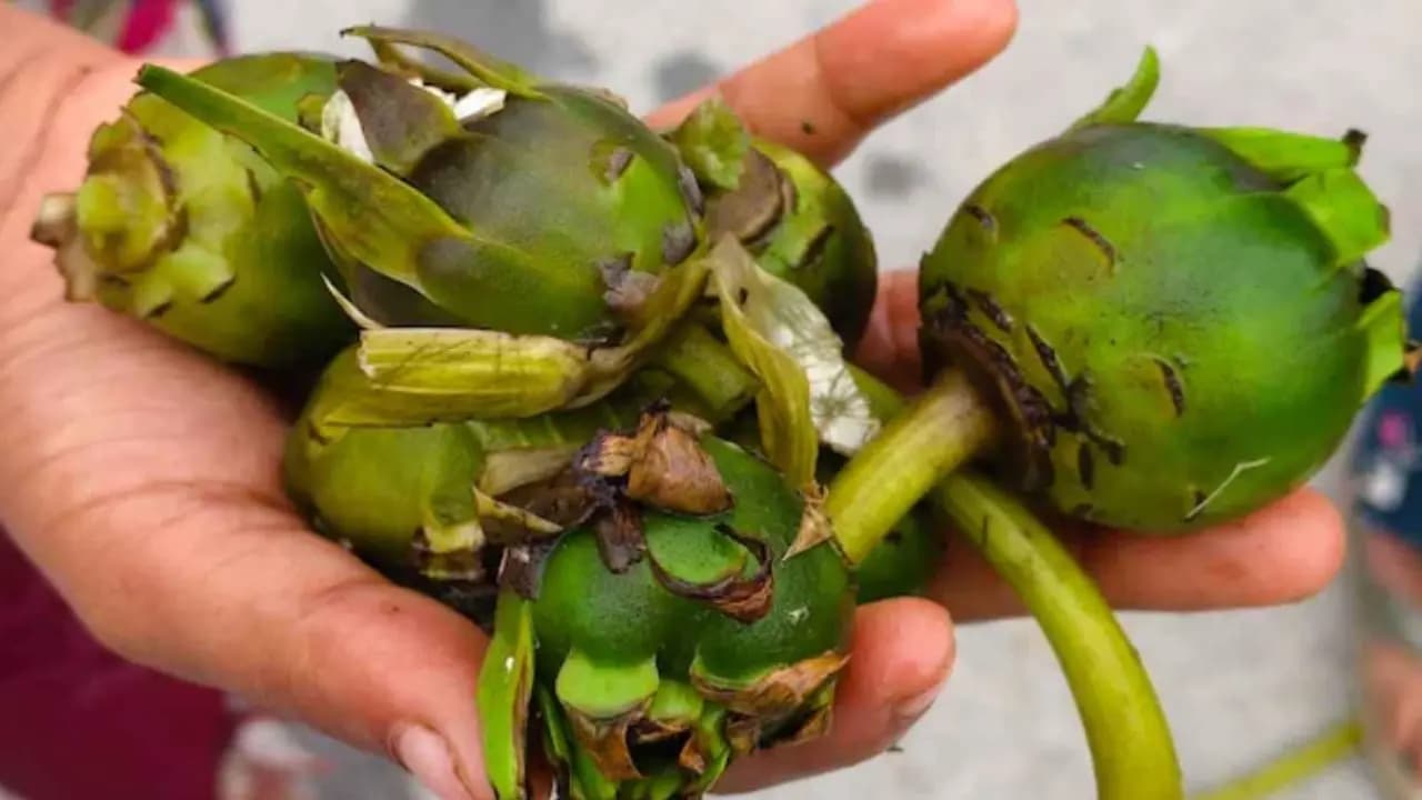 Kumudini Benefits: good health lies hidden in the seeds villagers eats to stay healthy
