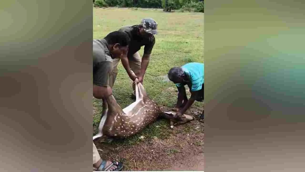 Carcass of an adult spotted deer recovered from a populated area in Nayagram 