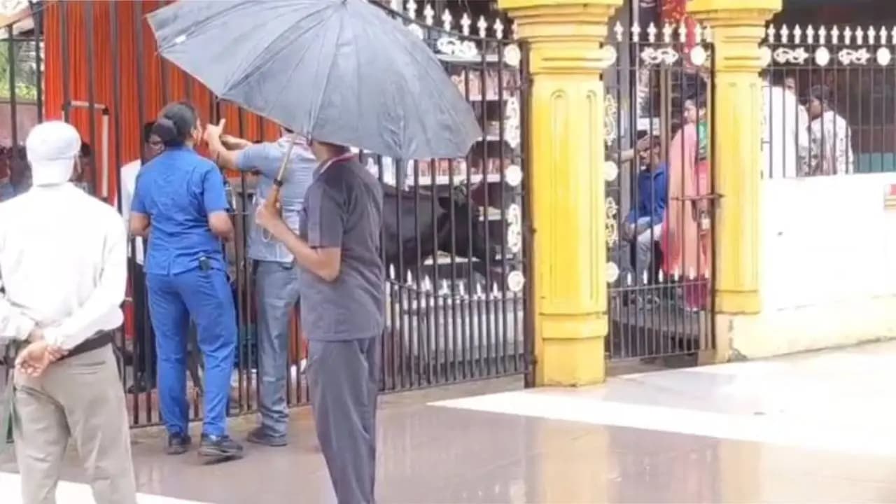 High-Security at Sarbamangala Temple, Then a Black Cow Causes Panic Before Suvendu Adhikari’s Visit
