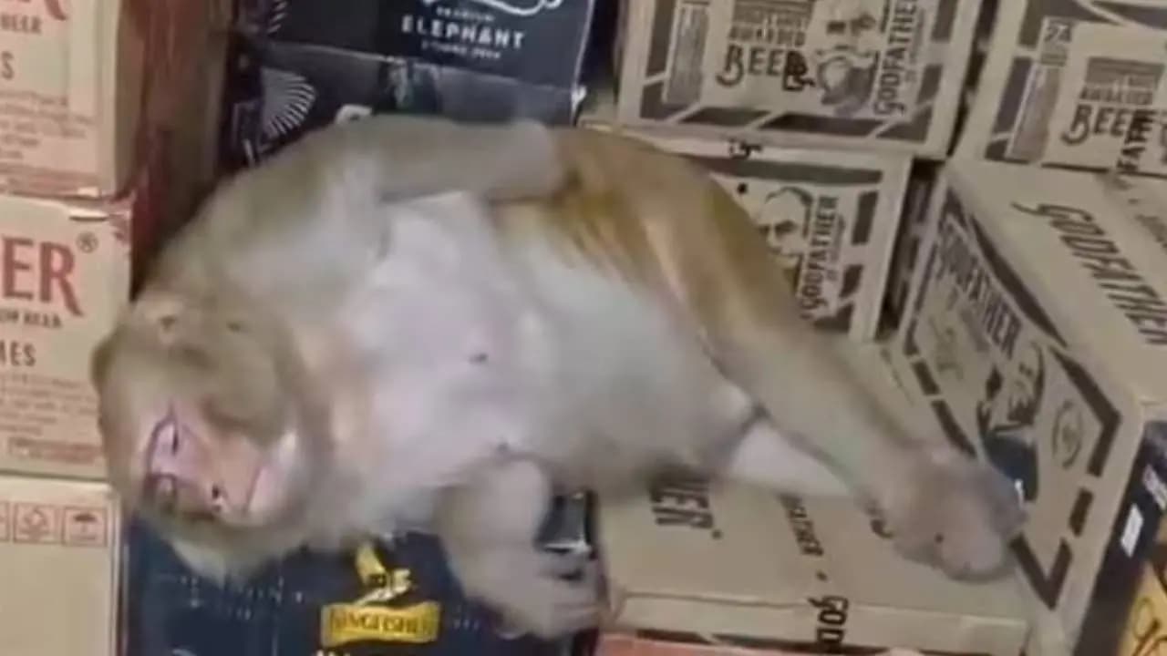 Monkey enters into a Ranchi liquor shop drinks and felt asleep